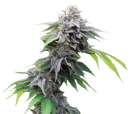 Blue-Cookies-Feminized-Marijuana-Strains.png