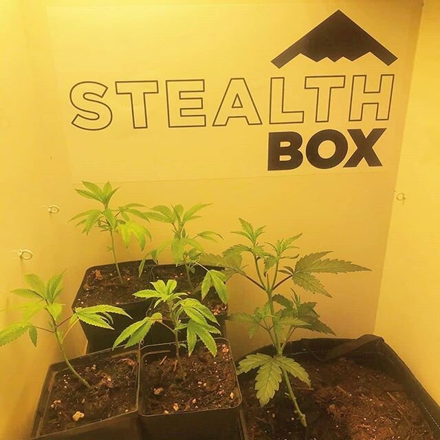 Repost from @blyssfulalchemy 
Rocking out some clones in a Stealth Box! 😍🌱
#organic #ugrow