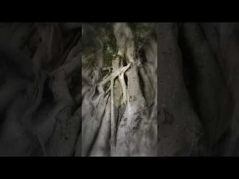 Masvidal - Banyan Tree