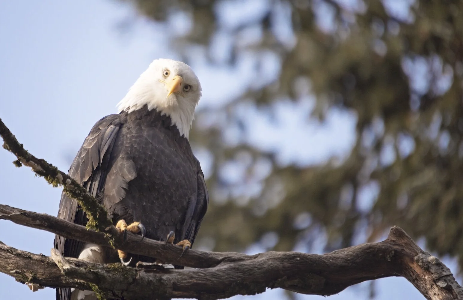 eagles.jpg