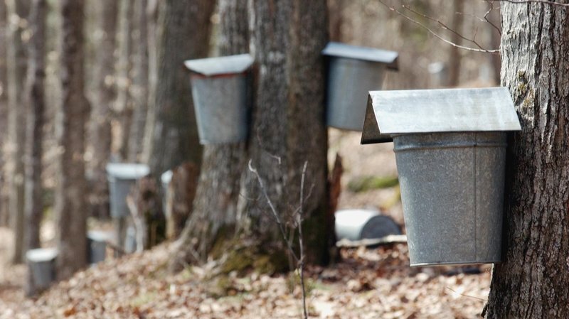 Maple Harvest Festival and Hike