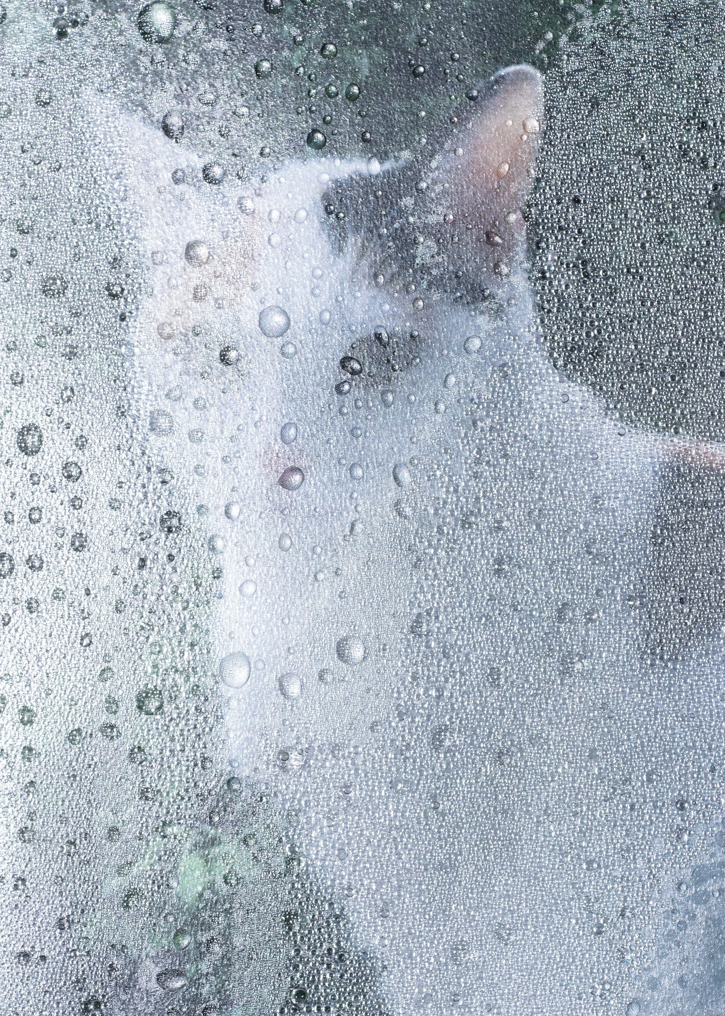 Etzensperger_Abglanz_Katze_VII.jpg