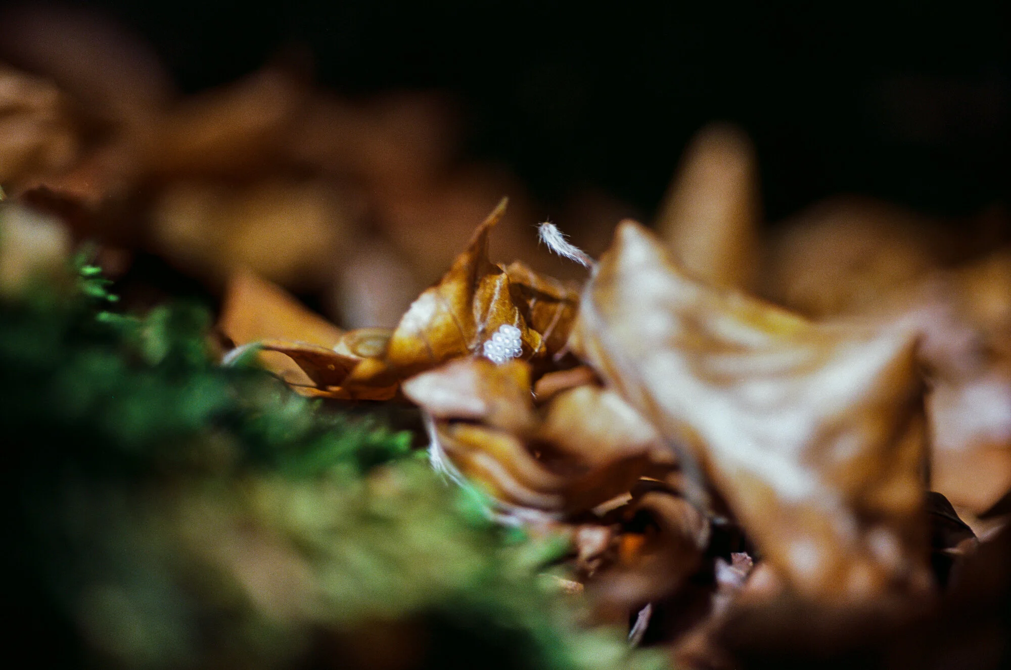 Close-up of fallen autumn leaves and moss on the ground, with a tiny white insect or egg cluster among the leaves.