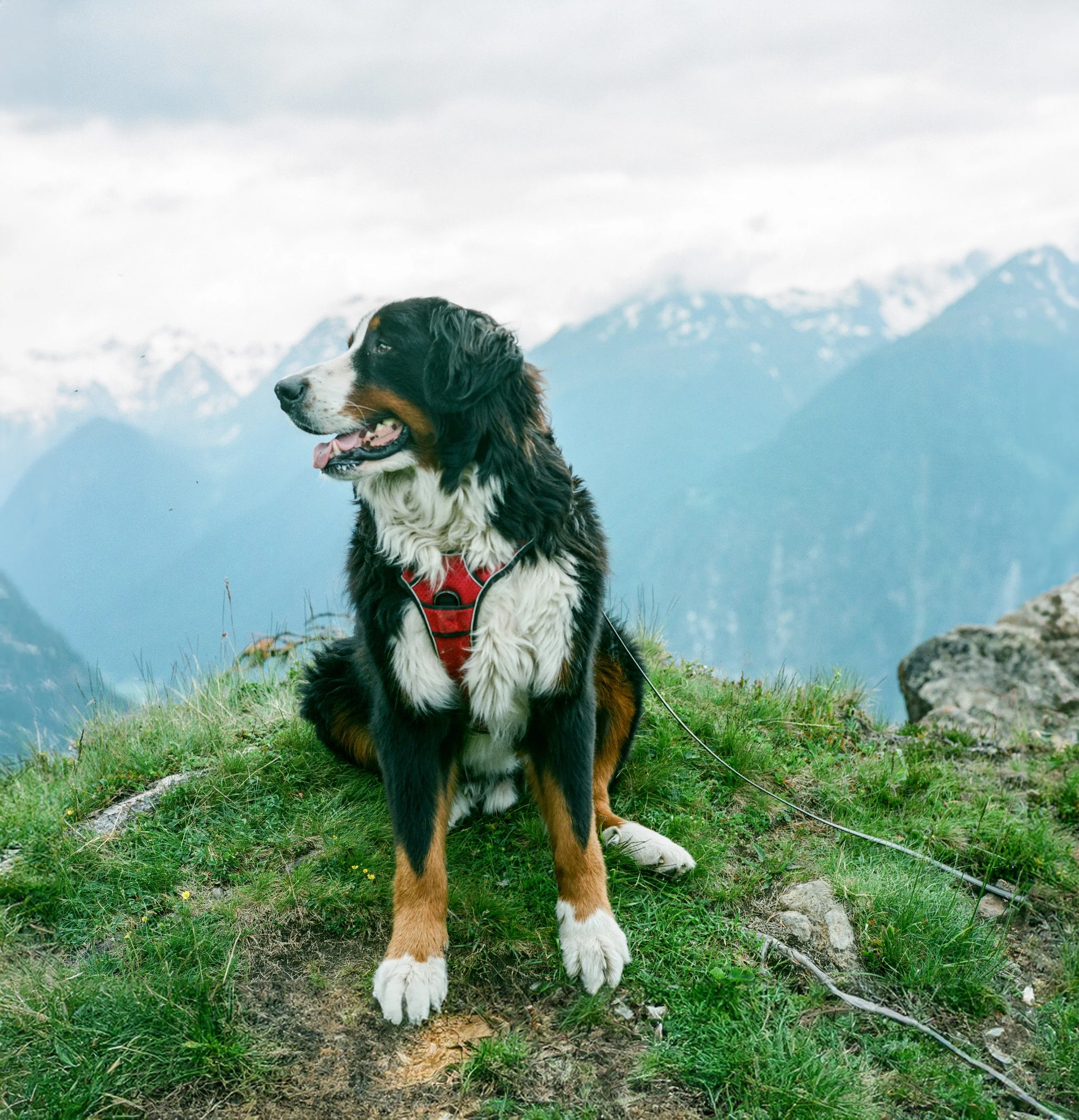 A Bernese Mountain Dog sitting on a grassy hillside with snow-capped mountains in the background.