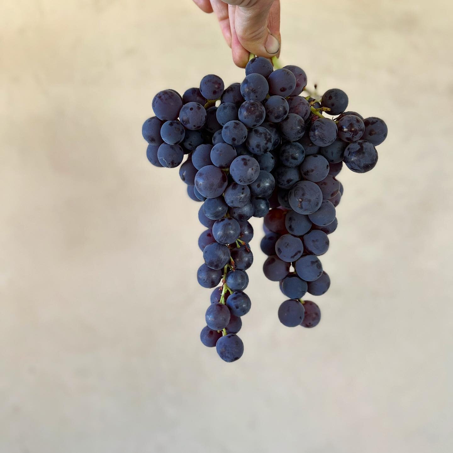 The first ripe variety of table grape, Venus, is available this weekend at the farm stand only. It also happens to be the perfect appetizer before pizza. Luckily you can have both at our annual pizza pop up this Labor Day weekend! 
🍇 🍕 🍇