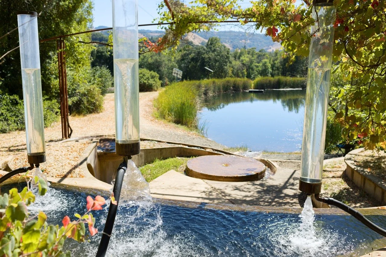 557_Filigreen_08052025_paigegreen Large.jpeg