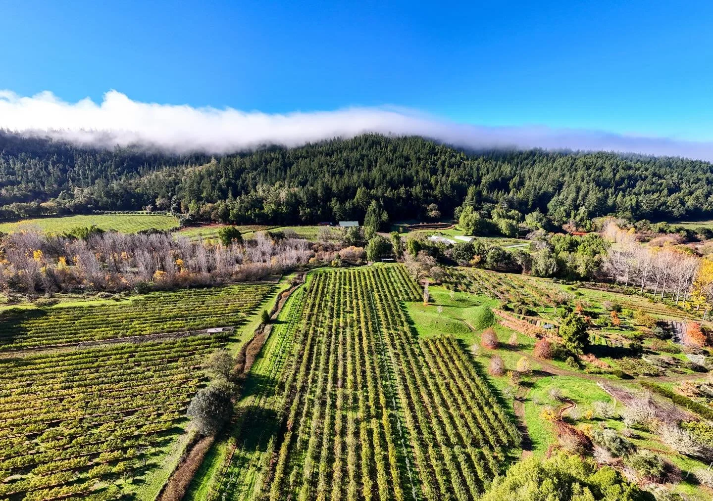 On Sunday, February 15th, Filigreen Farm invites you to join us for a farm tour and olive oil tasting. 🌱 

We&rsquo;ll gather for a walk and conversation centered on biodynamic farming practices, including azolla as a soil-builder, water revitalizat