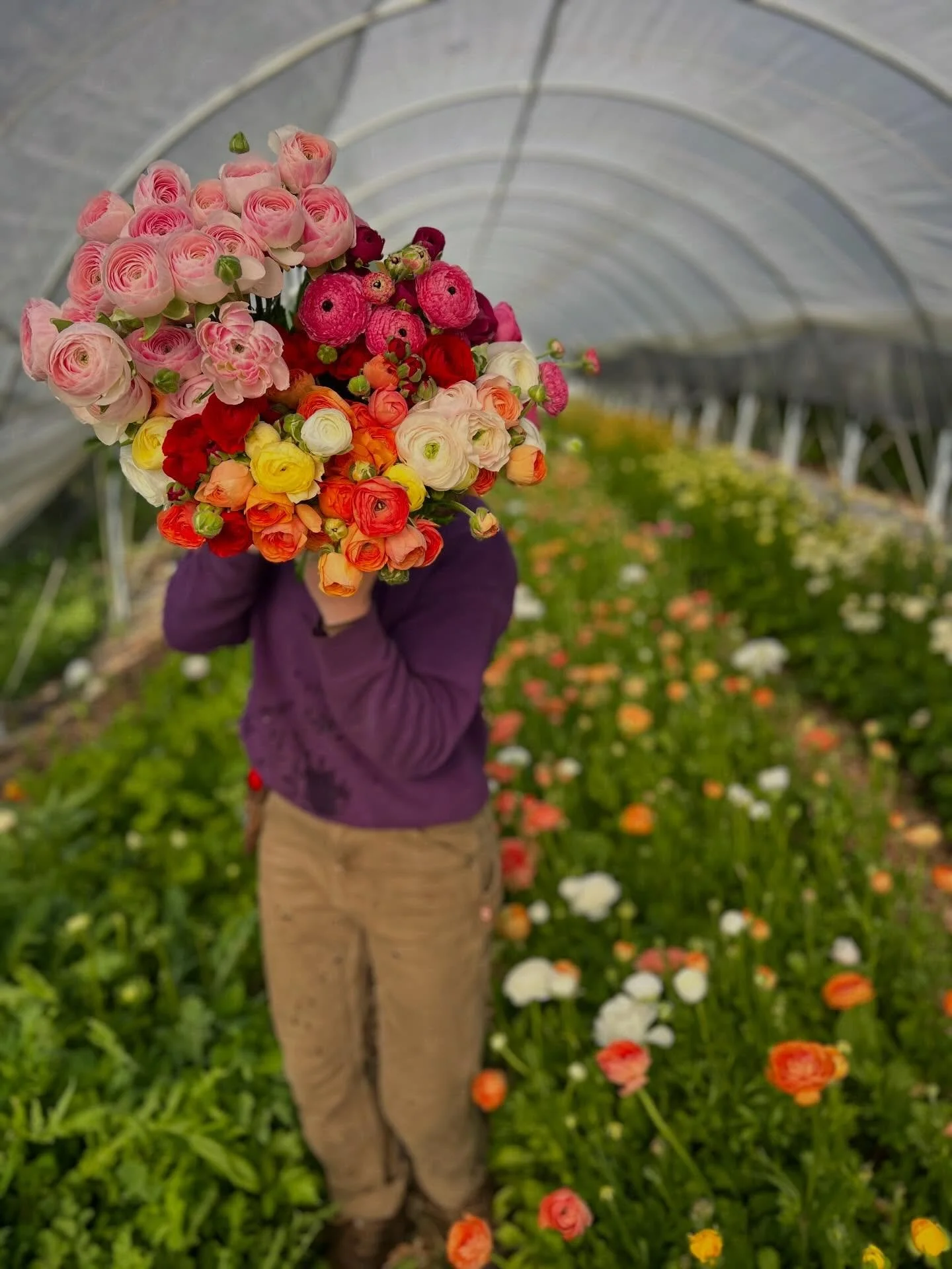 Ranunculus season coming in hot with this warm spring weather. Enjoy them while they last! Bouquets available this weekend at @sweetpaysanne and @folklore.mendocino . Wholesale ordering still open via @sonomacountyflowermarket !