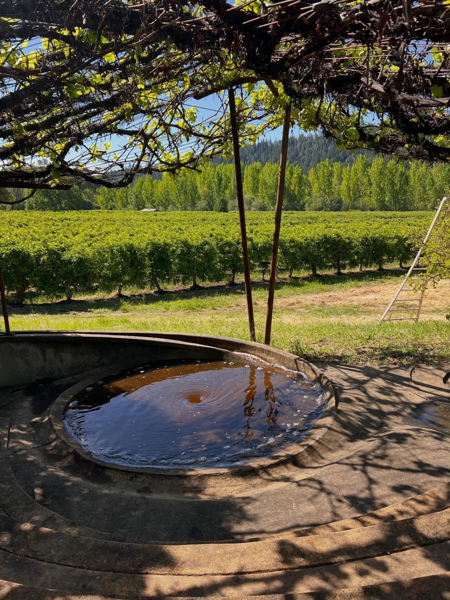 Spring update from the farm 🌱

It&rsquo;s been a busy few months getting ground prepped, planted, and cultivated for the main season flowers and vegetables. We&rsquo;ve been harvesting an abundance of spring blooms for @sonomacountyflowermarket , wh