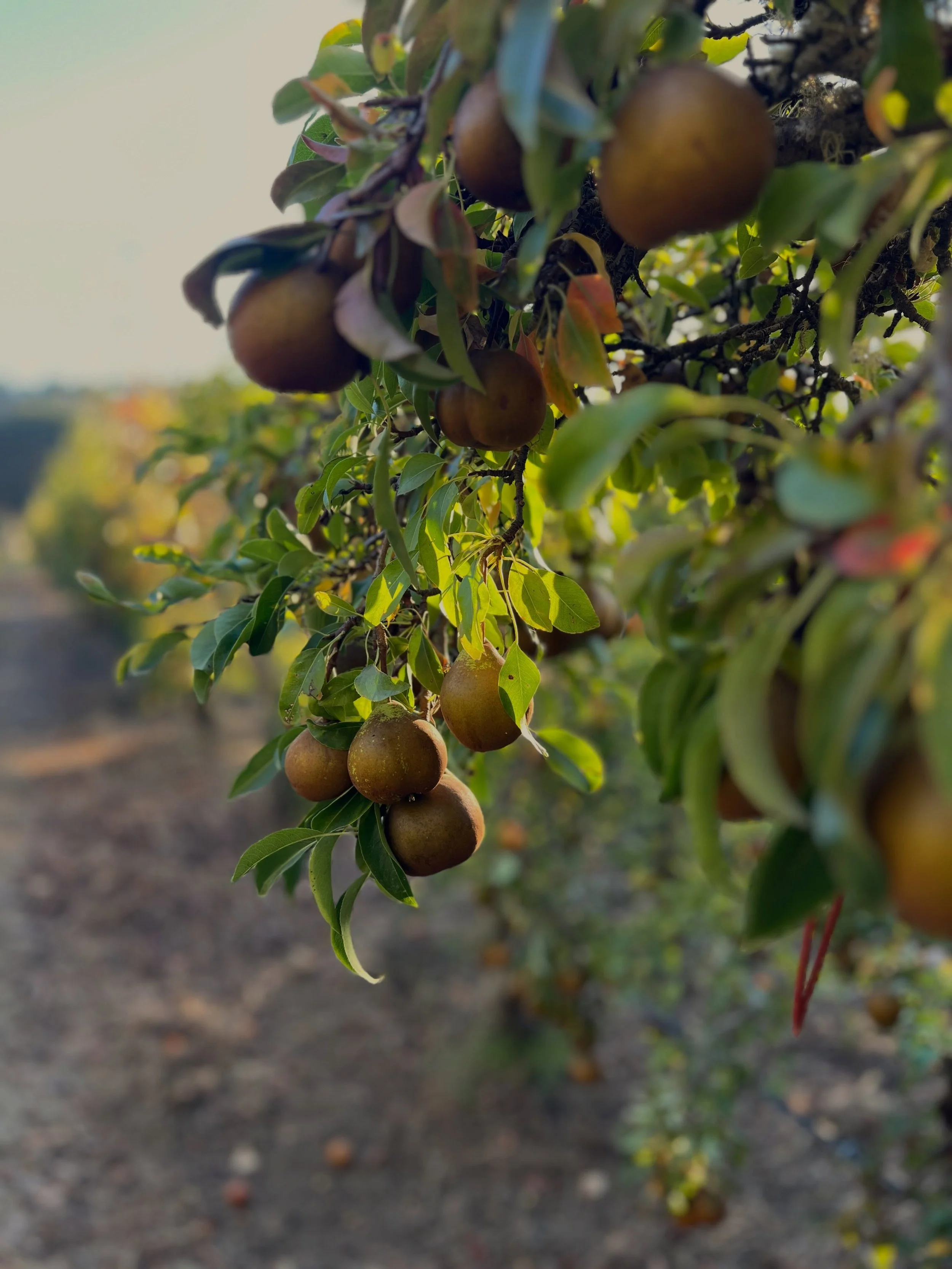 🍐 🍂 🍎 🌱