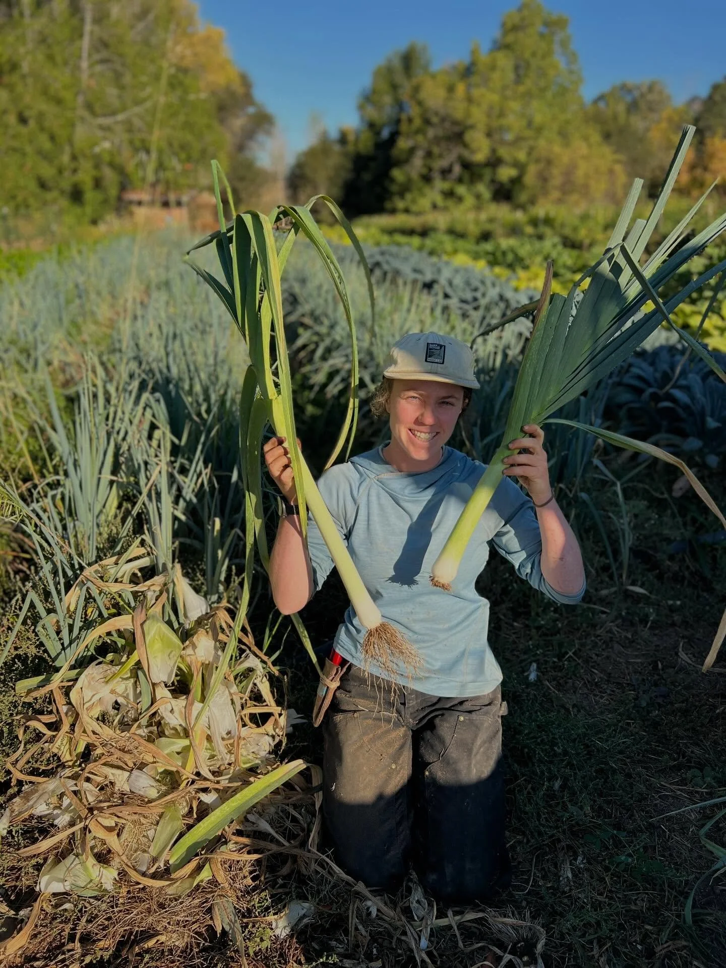 Gorgeous leeks heading to the farm stand this weekend. After a week of back-to-back 100-degree days, the weather is finally breaking, and it&rsquo;s beginning to feel like fall. 🍂 Come out and see us! 

🍎 Farm Stand hours: 
Friday 2-5pm
Saturday an