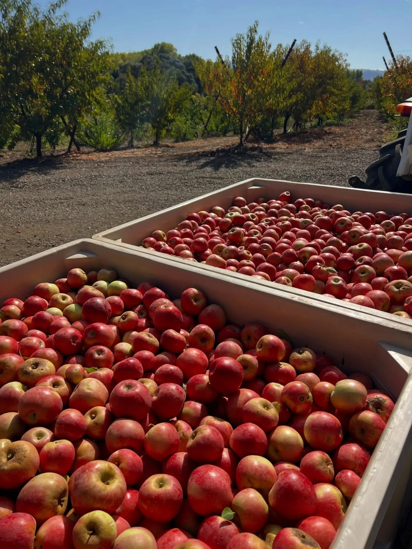 Happy Fall Equinox and happy apple season! 🍎✨

Many of our apple varieties (much like the rest of our perennial crops this year) are ripening 2&ndash;4 weeks early.

We grow more than 40 commercial apple varieties, many of them heirlooms, with harve