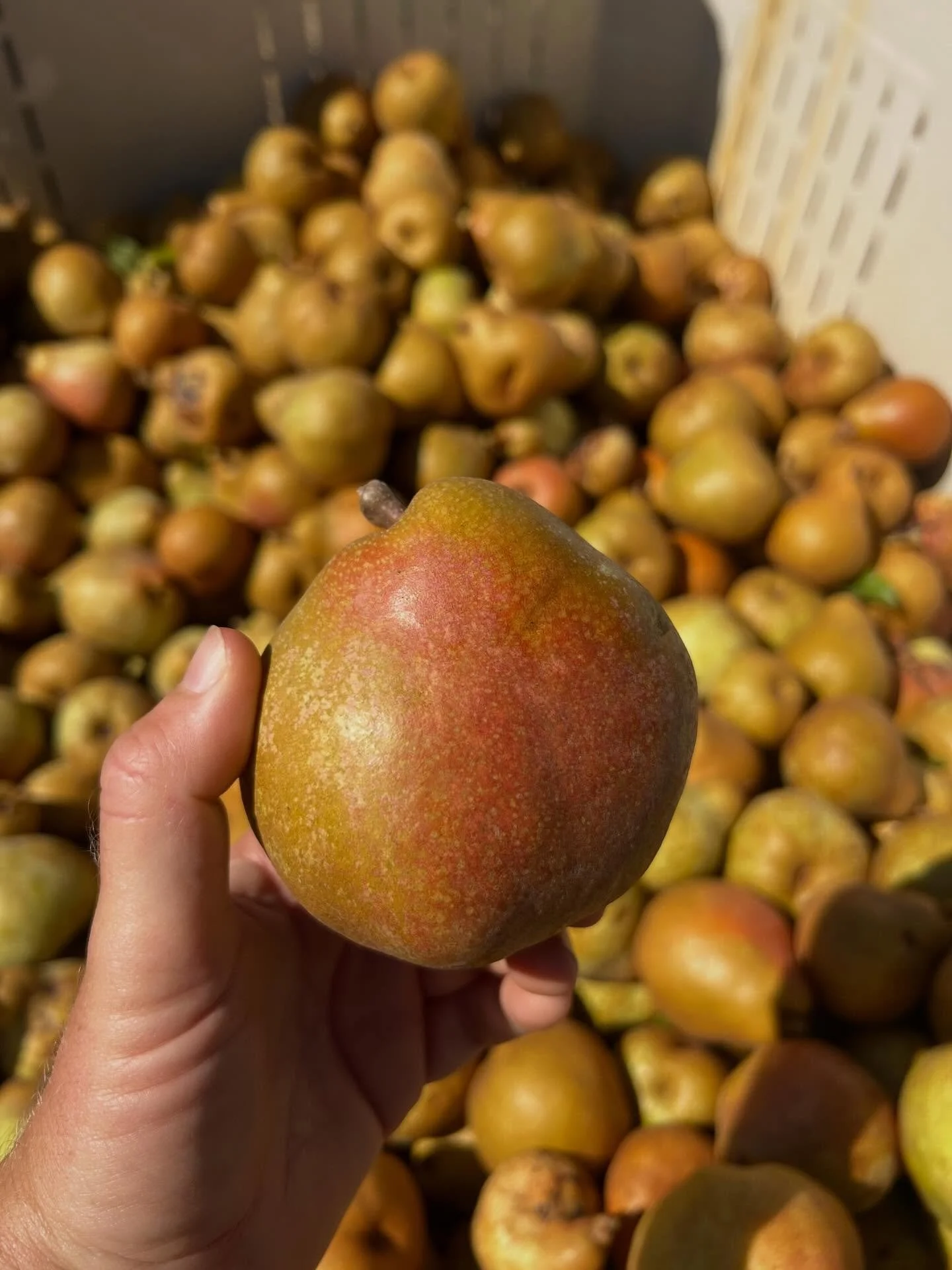Pear season is here! 🍐✨

We grow an array of specialty and heirloom pear varieties that you rarely find at the grocery store, each grown for their unique flavors, textures, and storage qualities. From the floral sweetness of Warren, to the rich, but
