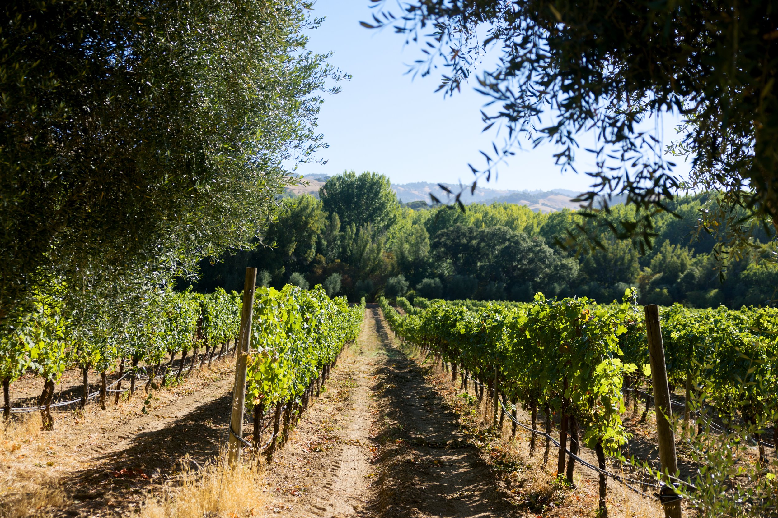 Vineyard.jpeg