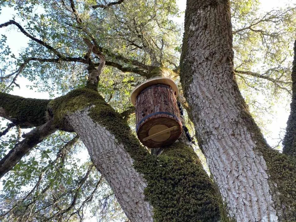 home-tree-nest.jpg