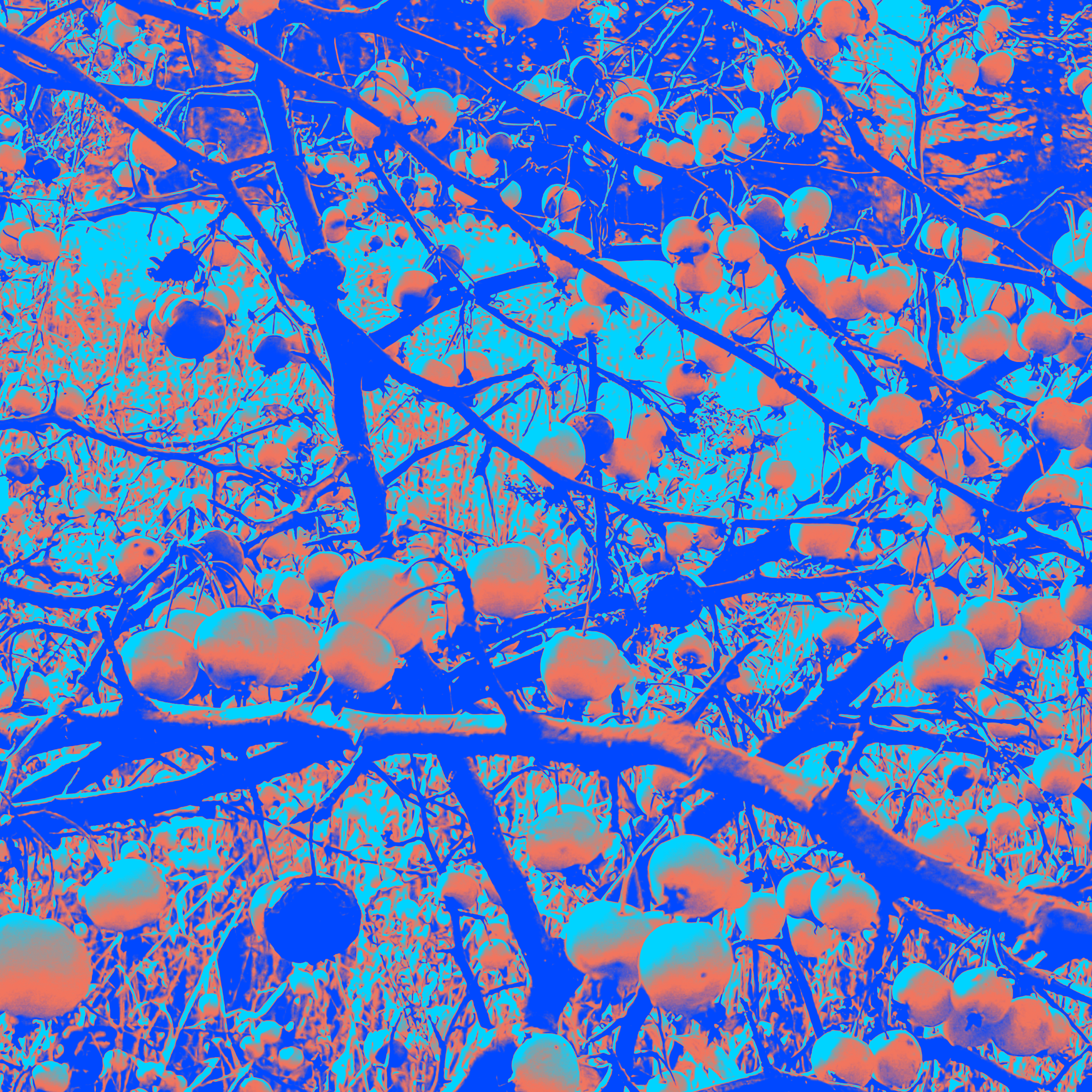 The Tree at Melville