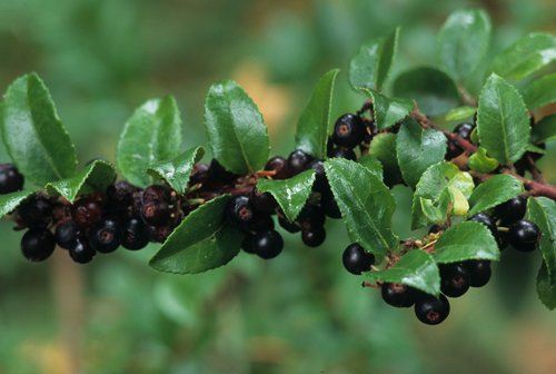 vaccinium-ovatum-ras-02-gpp1.jpg