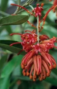 Featured Plant: Plant for Winter Interest