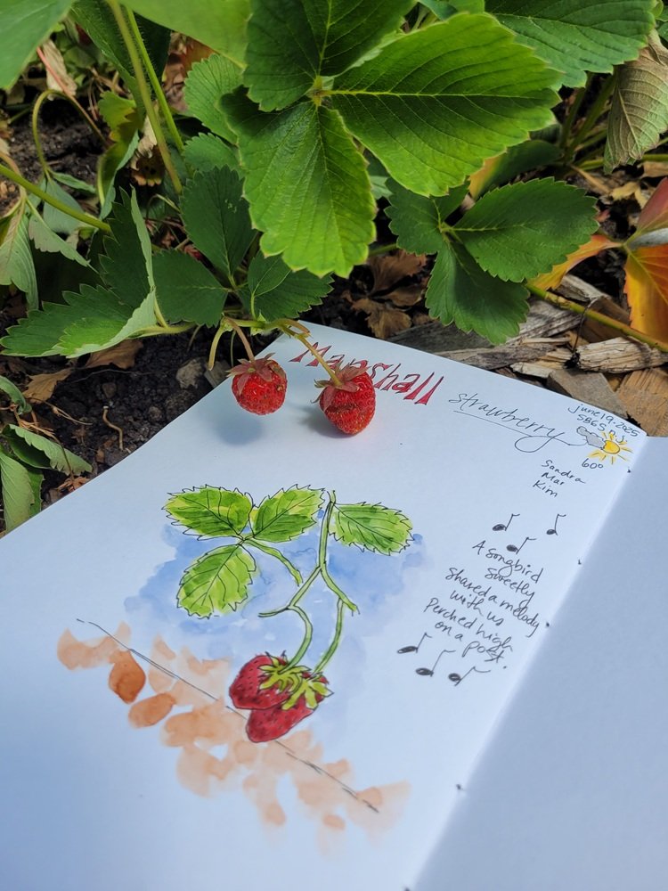 Nature Journaling for Relaxation: Branches in Nature