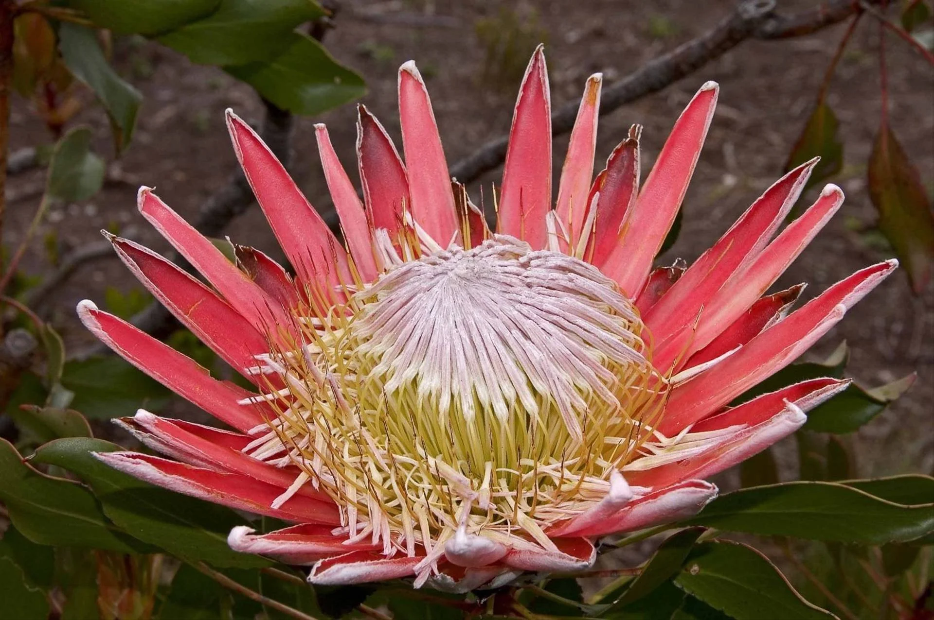 Partner Event: A Botanical Tourist Visits the Western Cape of South Africa