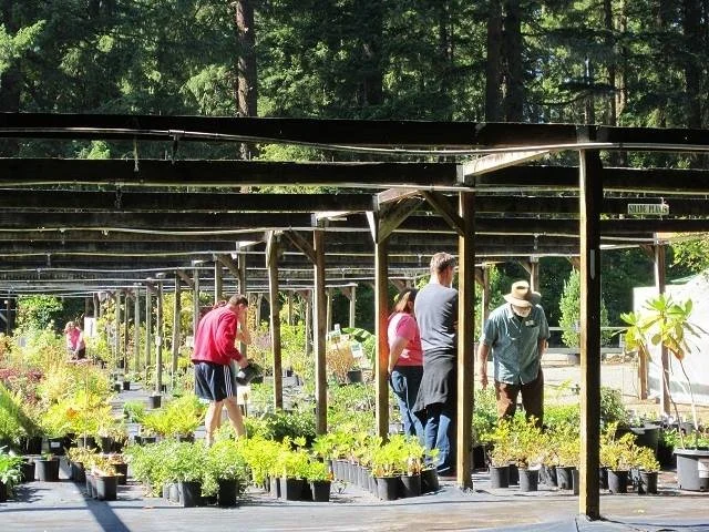 Community Event: Lake Wilderness Arboretum Plant Sale