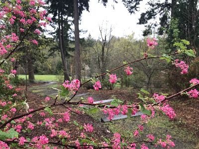 A Welcome Pink by Sandra Moreano