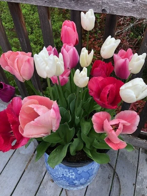 How To Save Tulips For Second Year Blooms