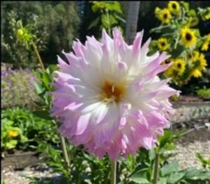 Dahlia Dig-Up at the Heritage Garden