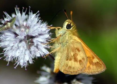 Host Plants for Pollinators - My Quest for Attracting Butterflies to My Garden          by Elena&nbsp;Trindeva