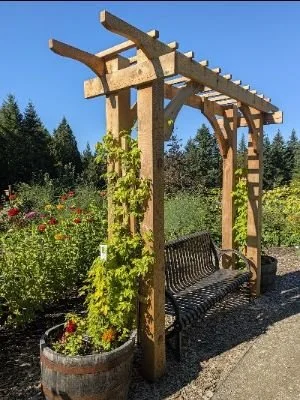 Hop or Hops, the Plant I Love to Hate     by Lena Wegner