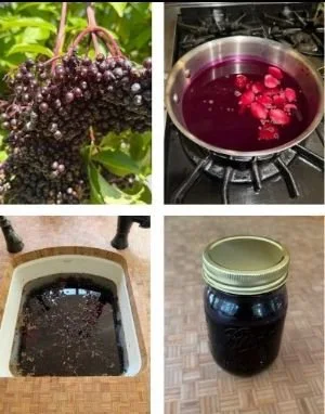 Elderberry Time by Sarah Cheng