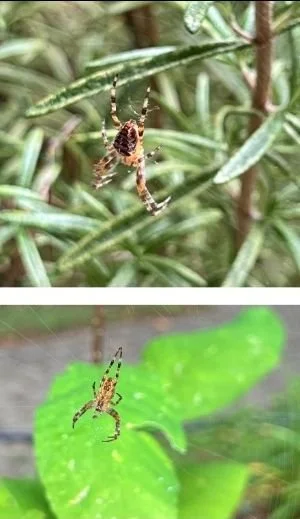 Spiders in the Garden: Orb-Weavers by Sandra Moreano