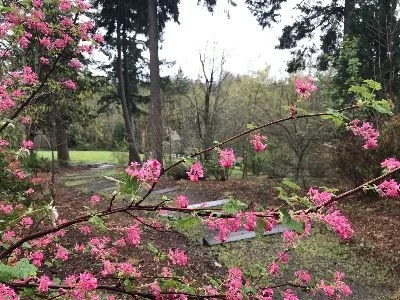 Red flowering currant