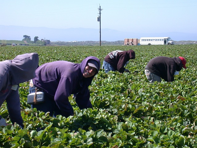 Farm workers now have a pathway to permanent residence