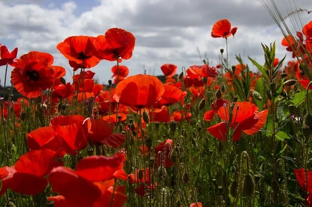 Remembrance Day