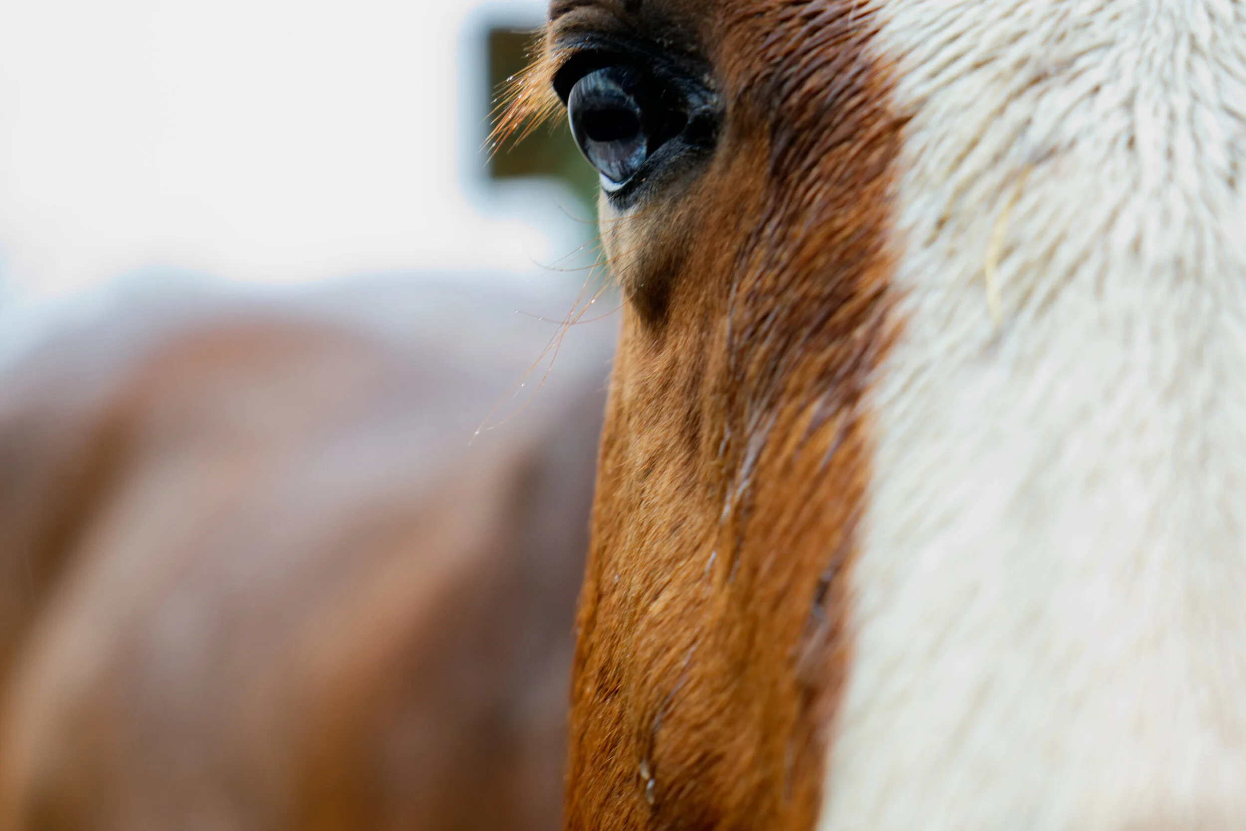 horse eye.jpg