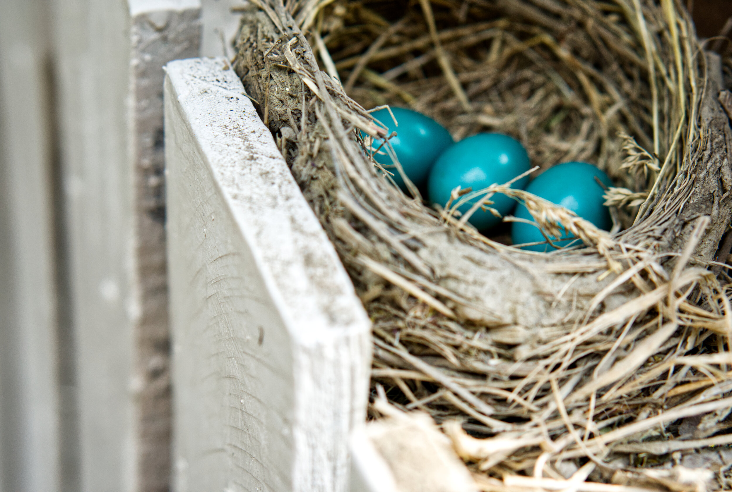 robin eggs.jpg
