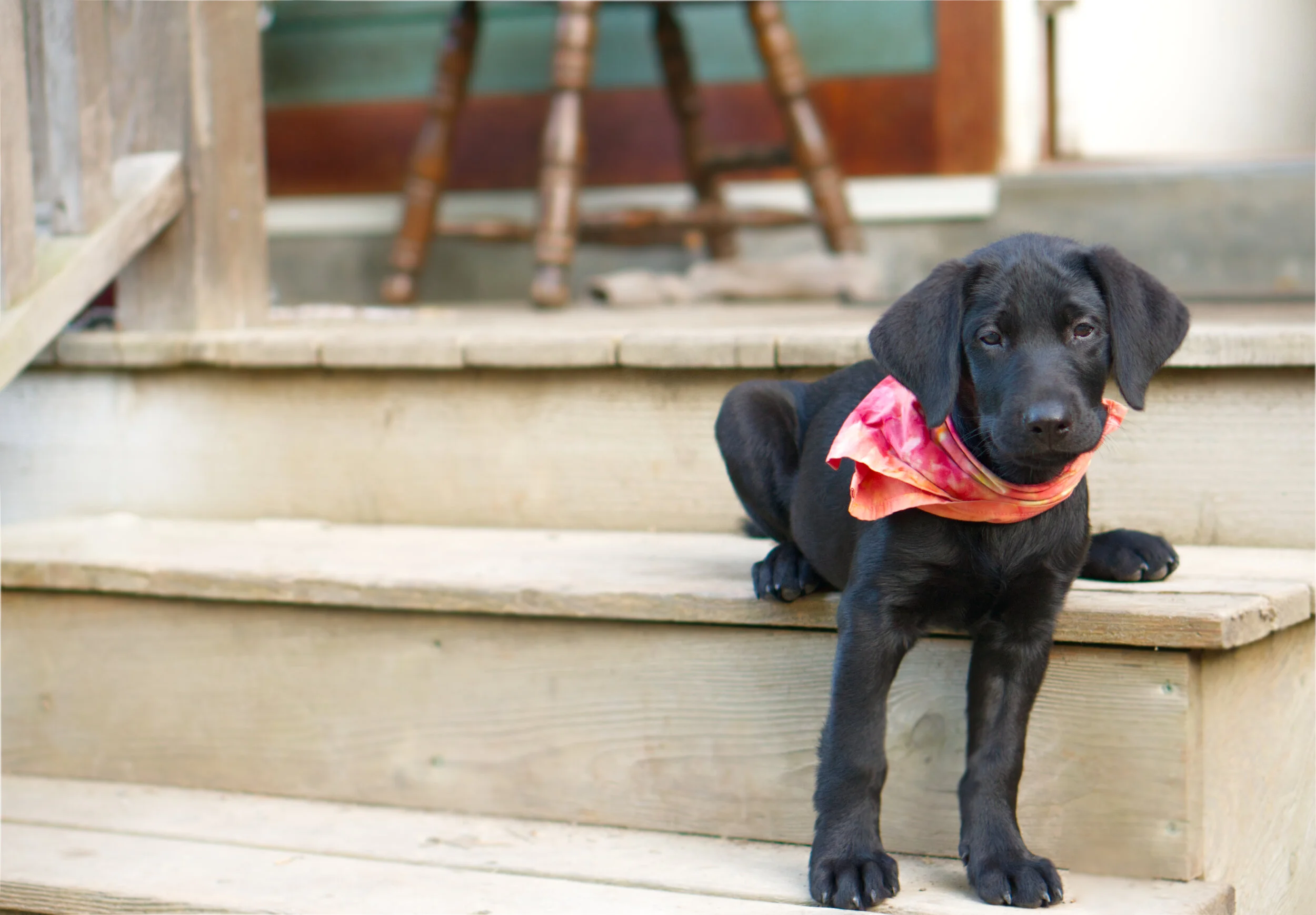 sad puppy.jpg