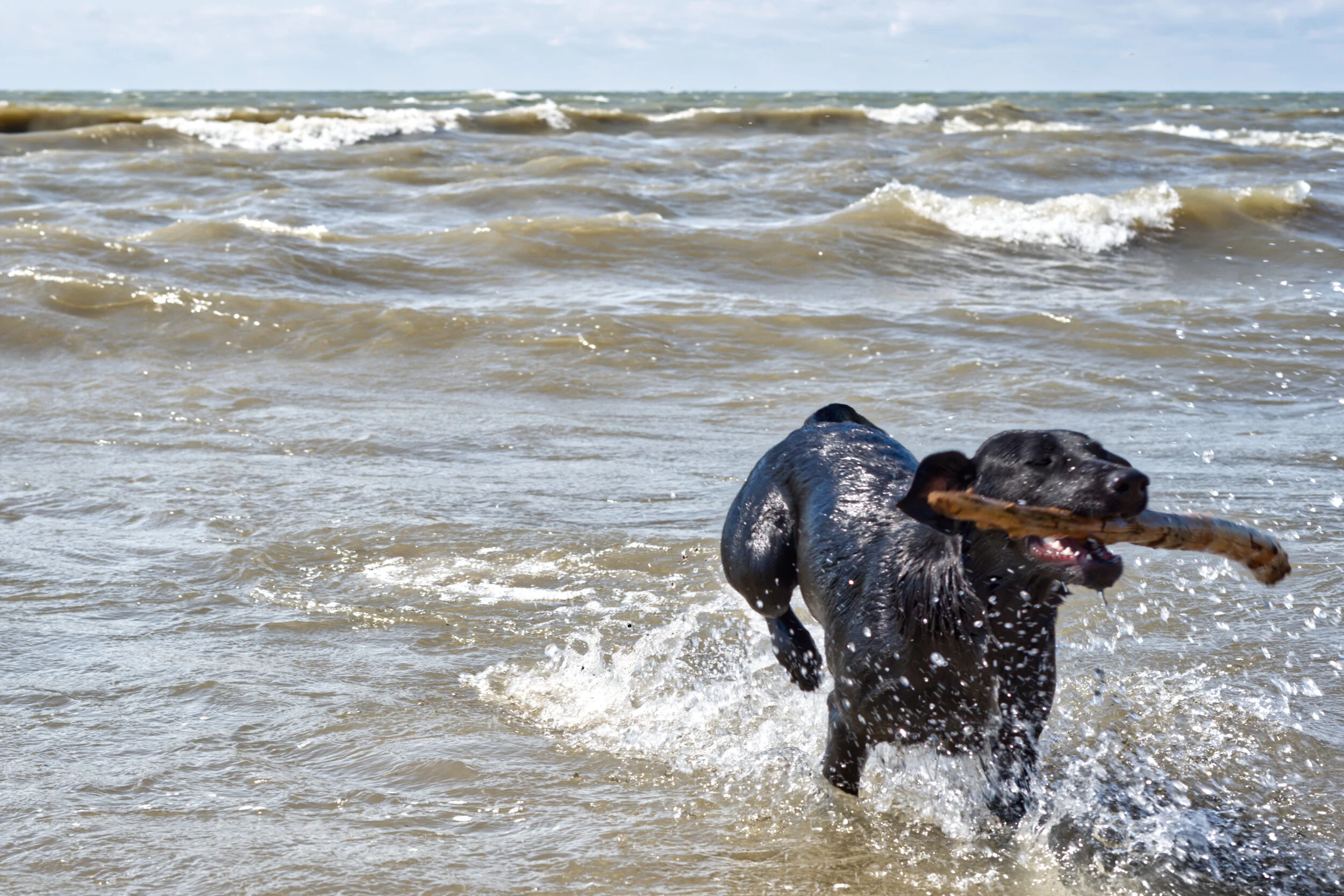 Lulu water dog.jpg
