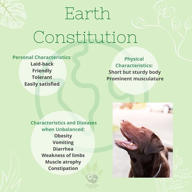 Do you have that chillaxed 😌 cat or dog who is happy with anything and is just the sweetest fur baby ever? 😽Well You may be lucky enough to  have a Earth 🌍 animal!
The earth element is related to the spleen in traditional Chinese veterinary medici