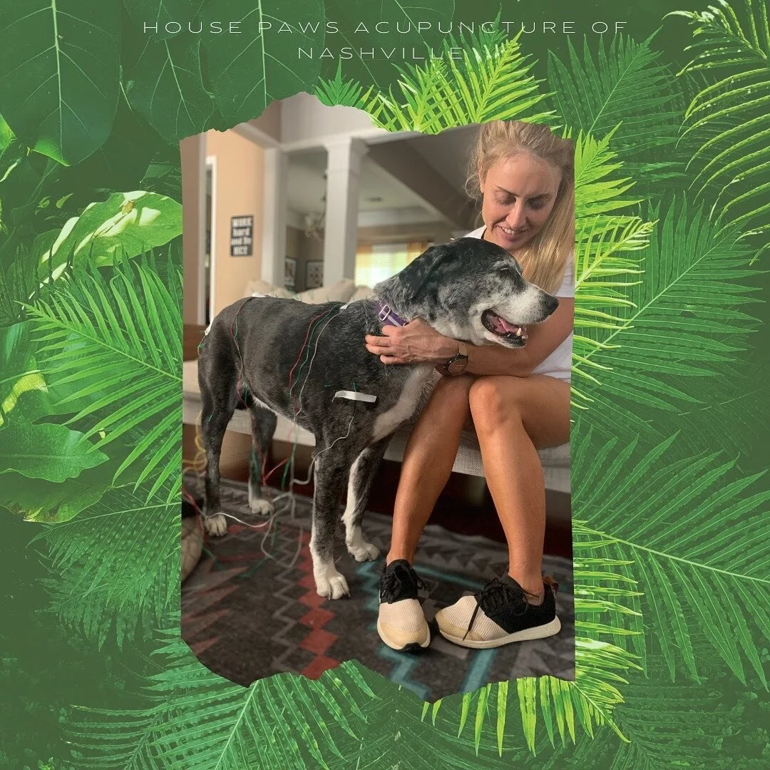 Lucy is an impressive 13 year old Great Dane mix❤️ who&rsquo;s owner is proactively managing her arthritis. 🙌🏾
Large breed dogs are predisposed to degenerative joint conditions. 🦴Acupuncture and other modalities can help slow the progression and a