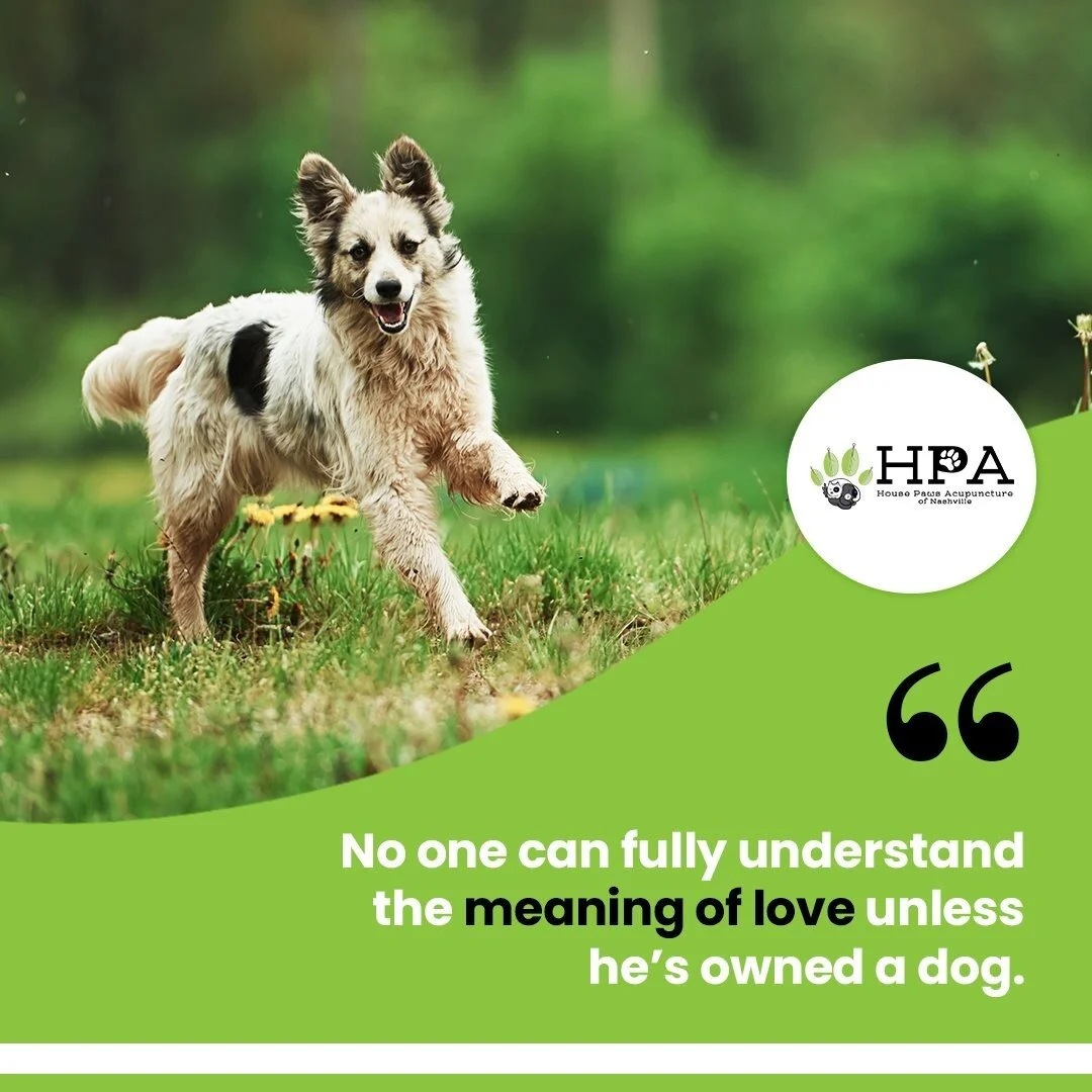 No one can fully understand the meaning of love unless he's owned a dog. A dog can show you more honest affection with a flick of his tail than a man can gather through a lifetime of handshakes.
.
Follow us: @housepawsacupuncturenashville
.
.
.
#hous