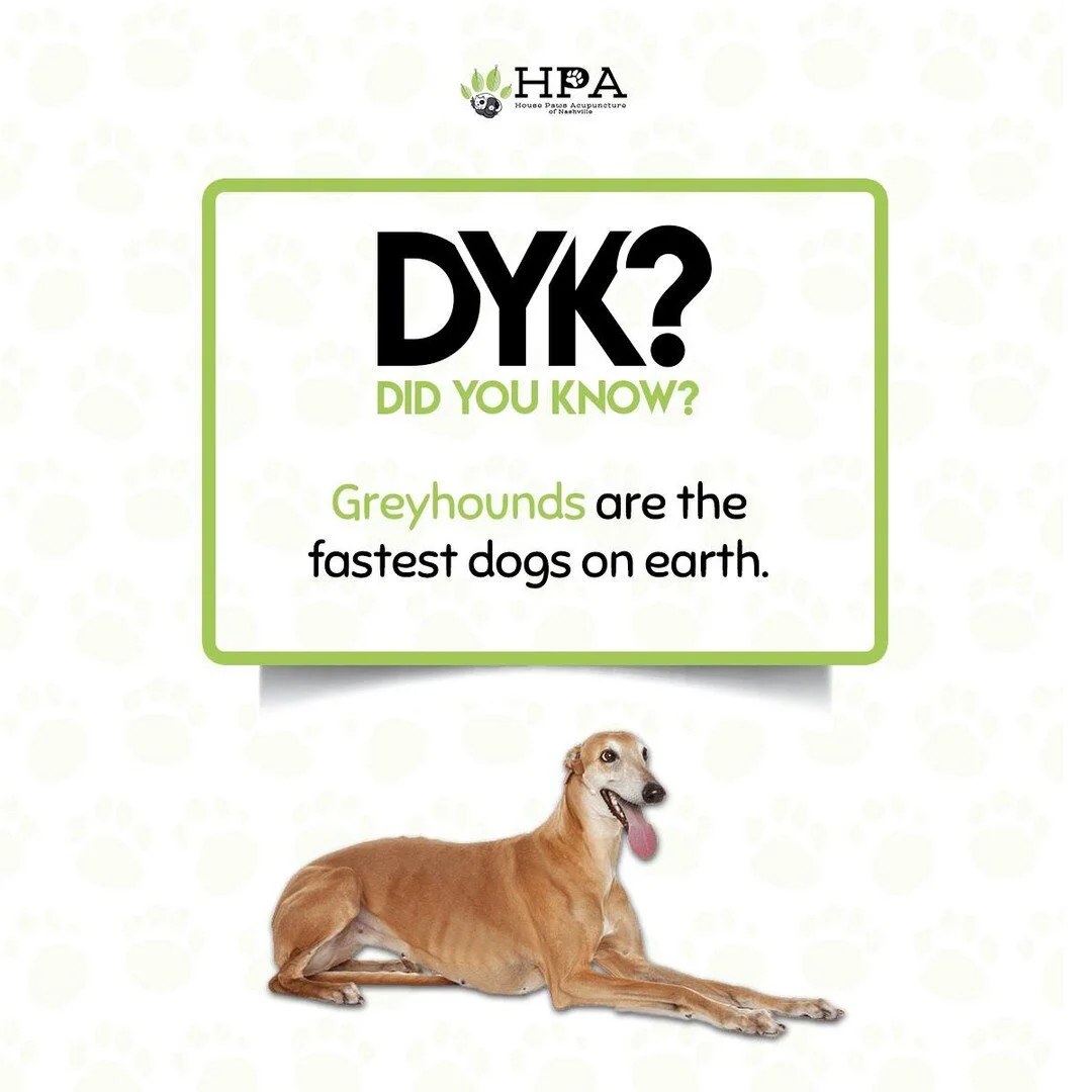 Greyhounds make up the fastest dog breed in the world. In fact, according to the Minnesota chapter of Greyhound Pets of America, these canines can run up to 45 miles per hour!
.
Follow us: @housepawsacupuncturenashville
.
.
.
#housepawsacupuncture #g
