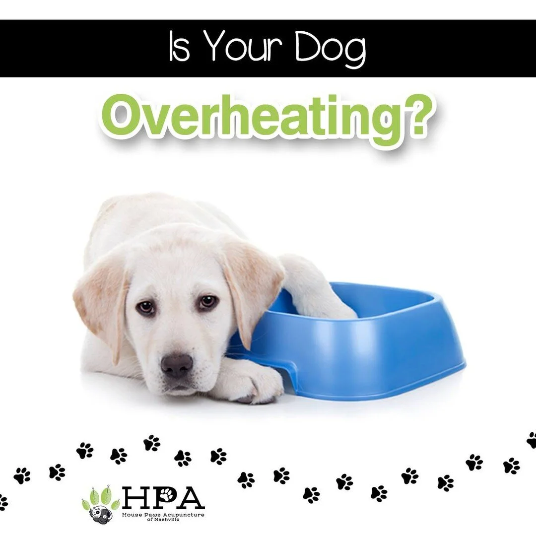 Dogs having difficulty with hot temperatures exhibit a combination of symptoms such as hyperventilation, excessive panting, dry gums that become pale, increased salivation, erratic or rapid pulse, confusion, weakness, diarrhea, vomiting, and possibly