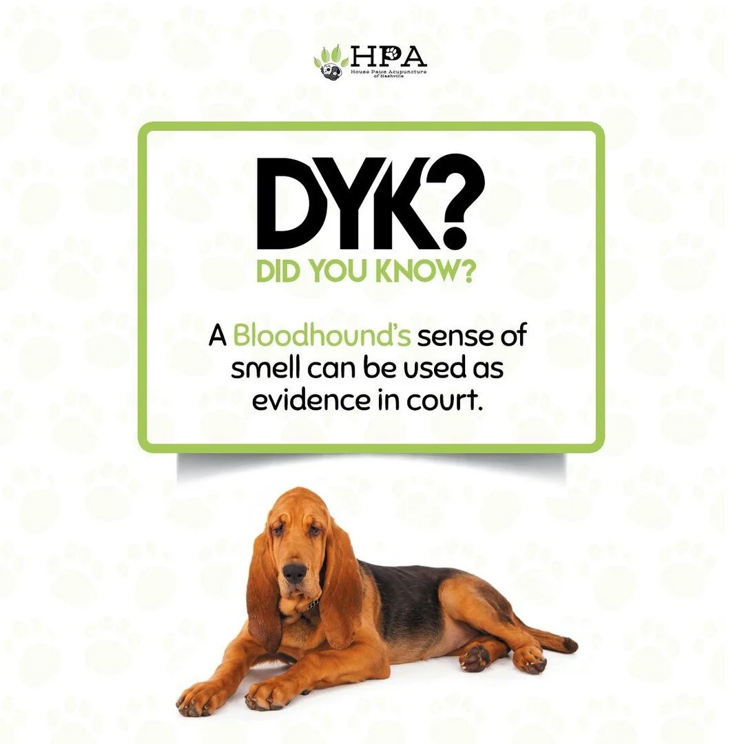 #DidYouKnow
Researchers have estimated that a bloodhound's nose consists of approximately 230 million olfactory cells, or &ldquo;scent receptors&rdquo; &mdash; 40 times the number in humans. 🐕&zwj;🦺 🐕&zwj;🦺
.
.
Upload your dog pic on your story a