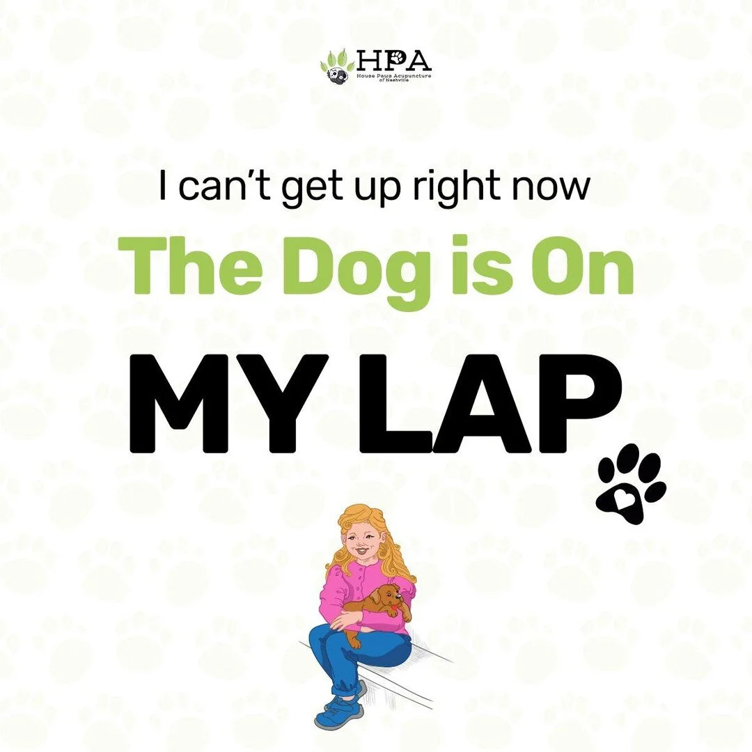 Does your dog jump into your lap whenever you sit down? If so, you&rsquo;re not alone! 🐶😻
.
.
Upload your dog pic on your story and tag us. 💕🐕&zwj;🦺
.
Follow us: @housepawsacupuncturenashville
.
.
.
#housepawsacupuncture #paw #dog #cute #love #p