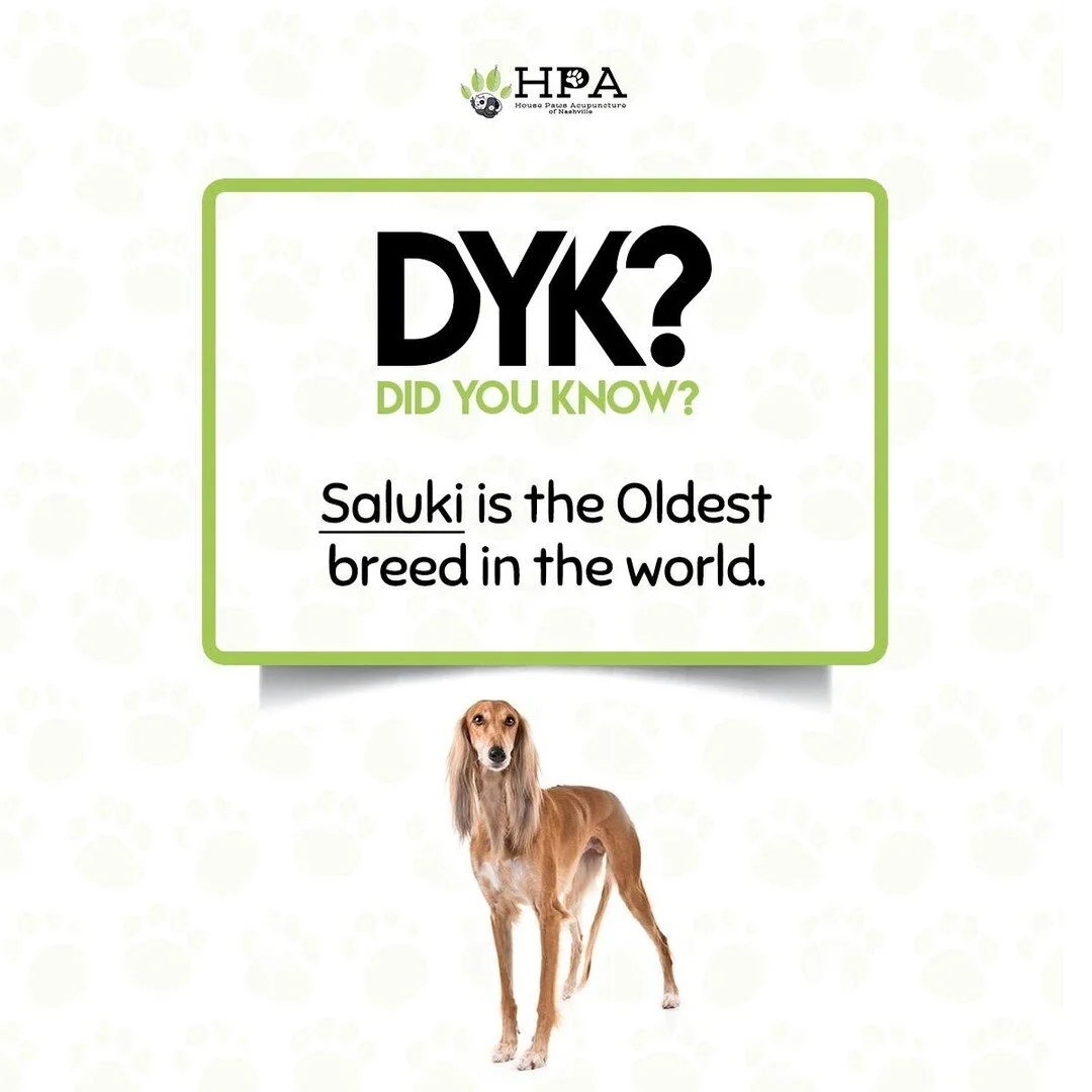 #DidYouKnow
The World's Oldest Dog Breed the Saluki is a dog breed that has been around for thousands of years. They became famous in history as dogs who were highly respected in the Middle East for their tremendous speed and ability to hunt gazelle 