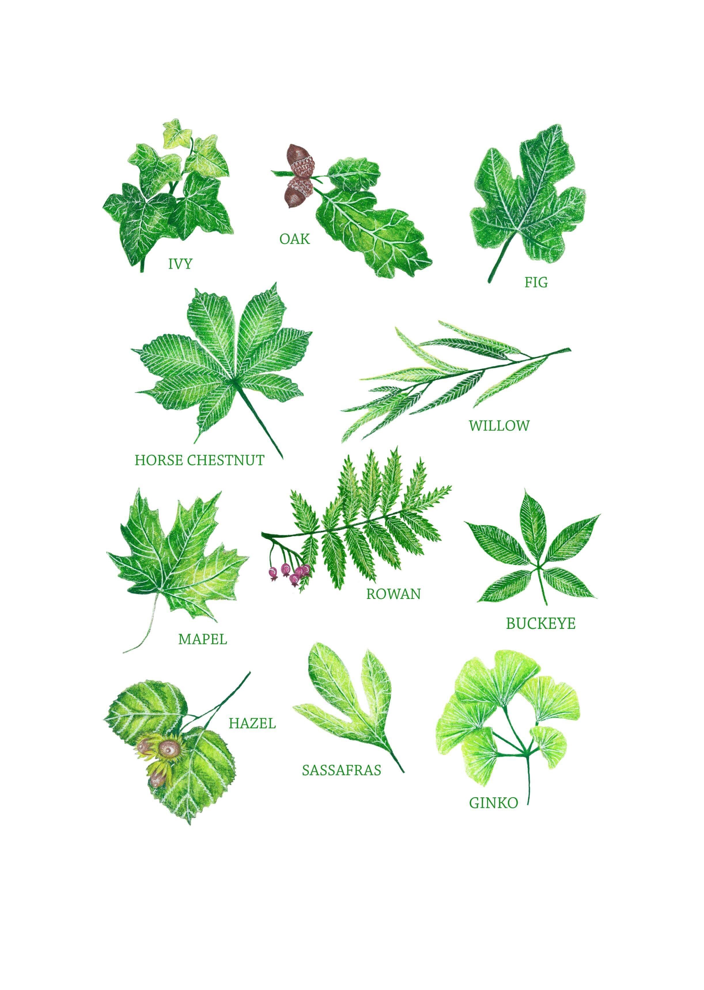 Leaf Info