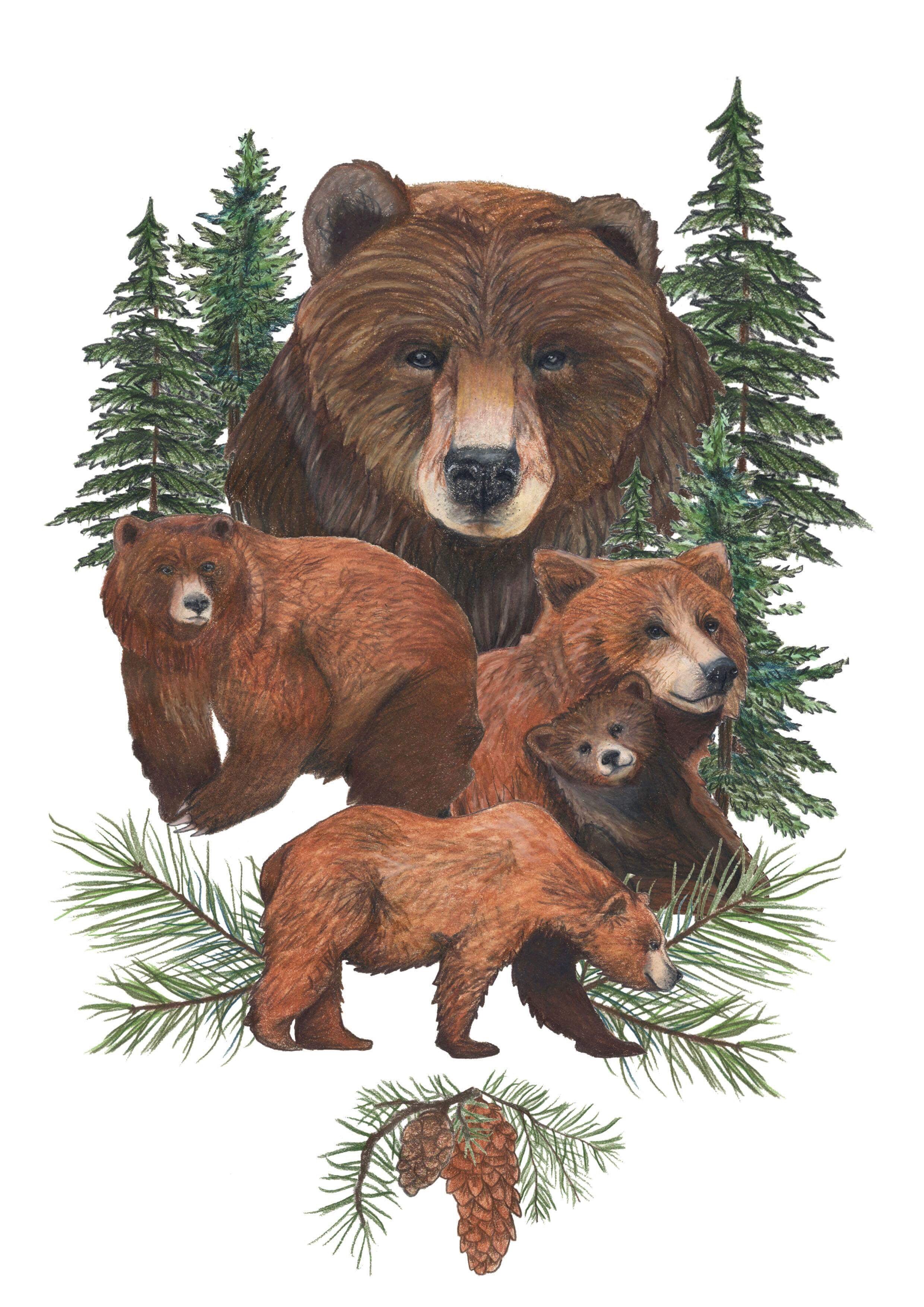 Bear Forrest 