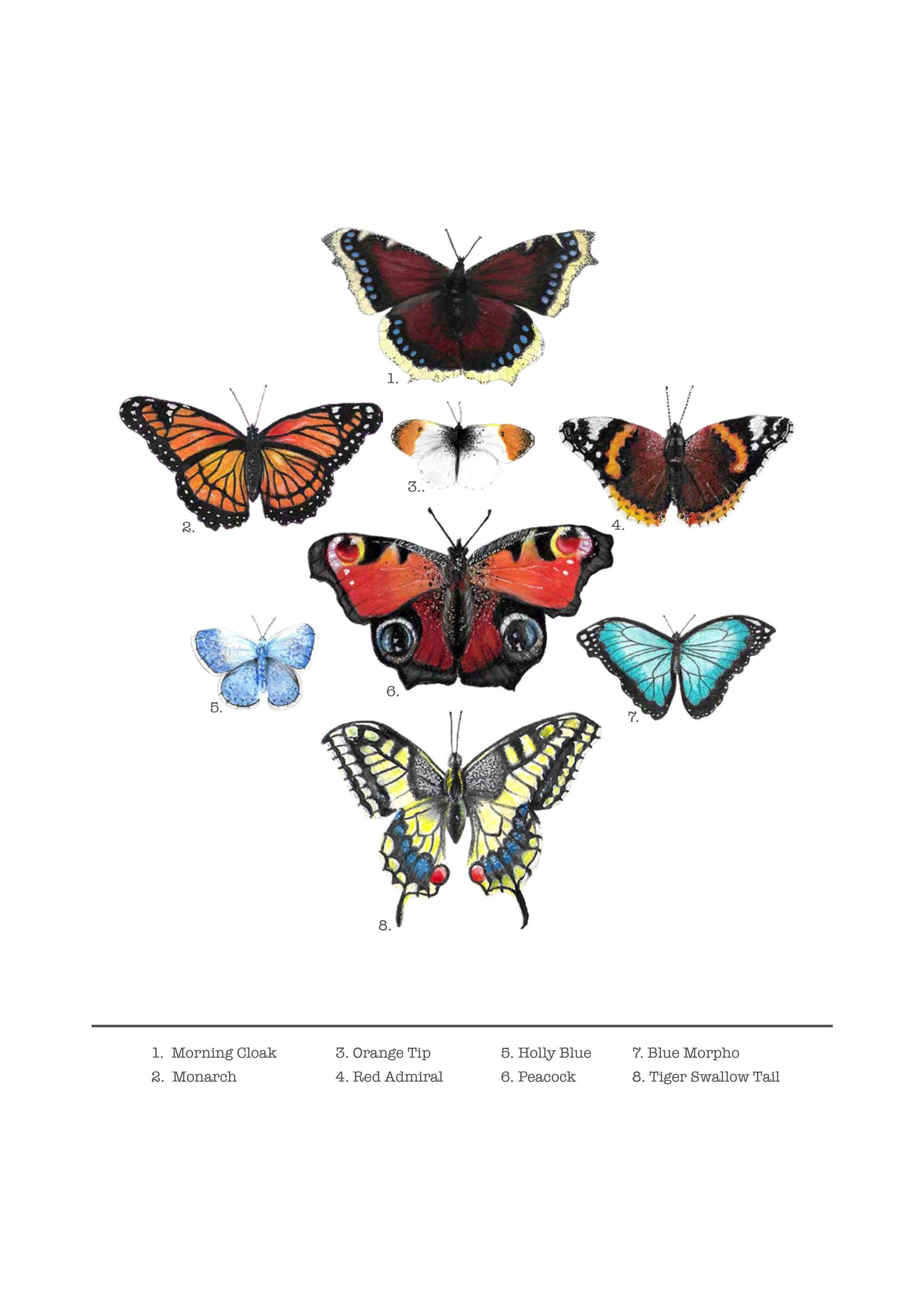 Butterfly Info